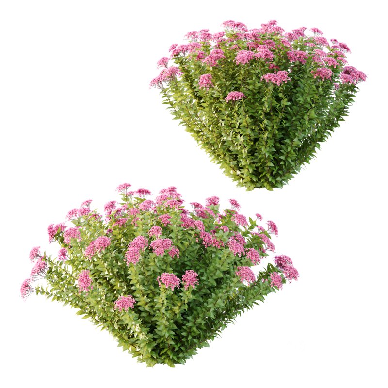 Spirea Japonica Bush 08 Image 2