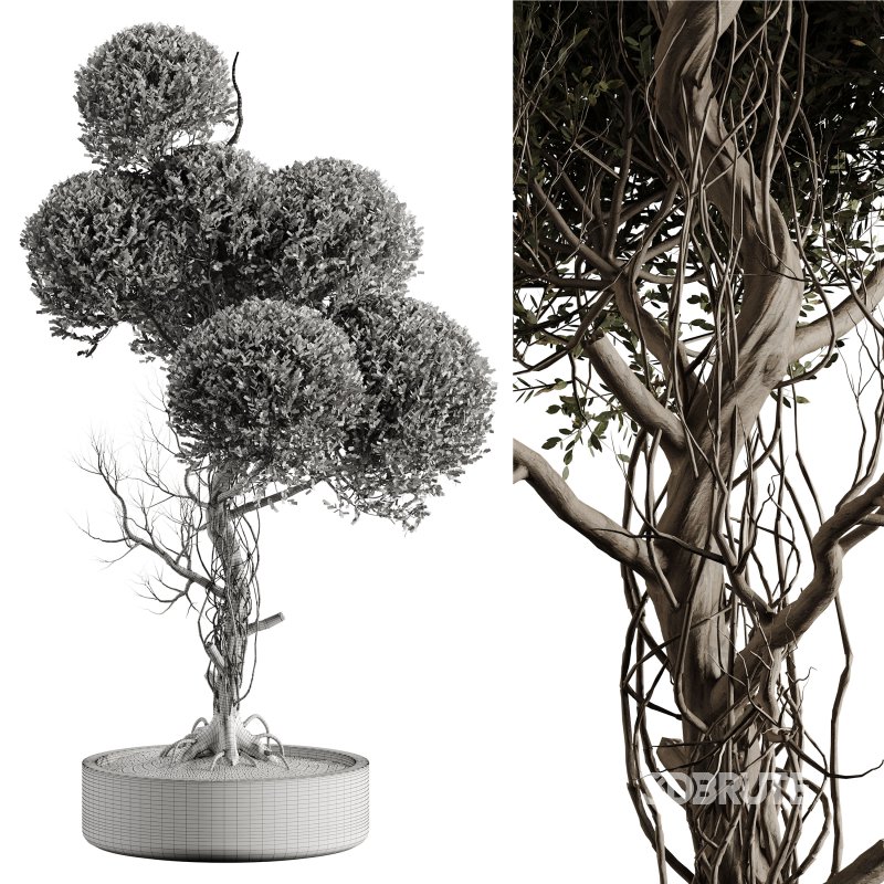 Indoor plant 076 Image 7