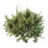 ntal olive shrubs, designed for realistic garden visualization and architectural landscaping. - Thumbnail 1