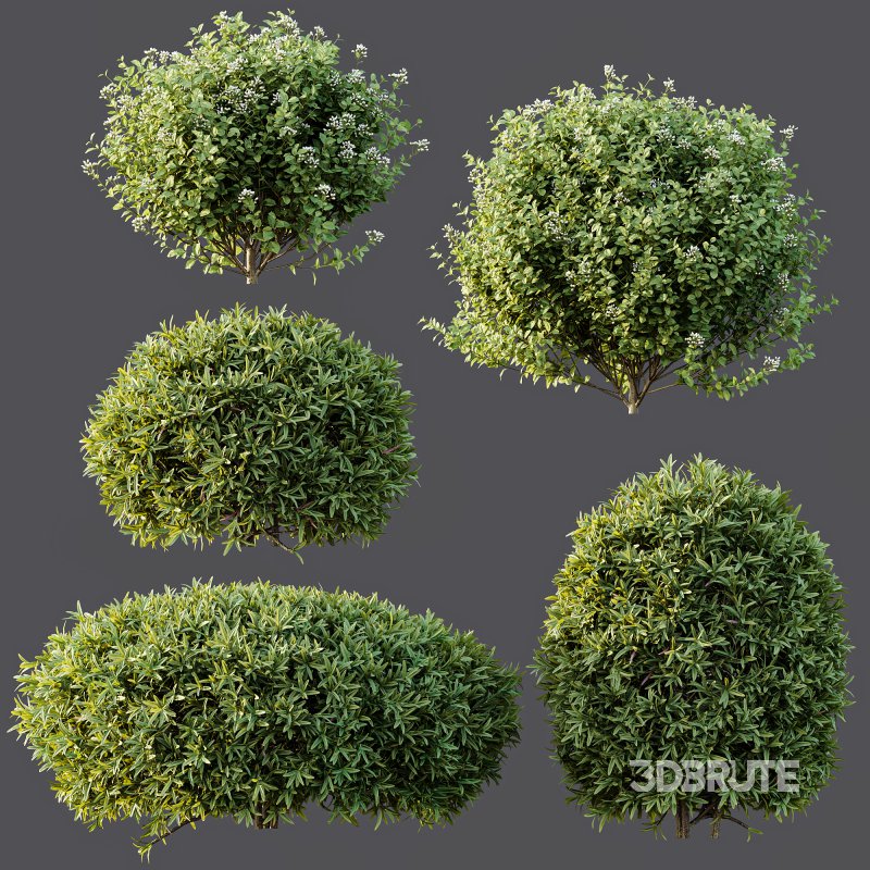 ntal shrubs, carefully crafted for high-quality landscape and architectural visualization. Image 8