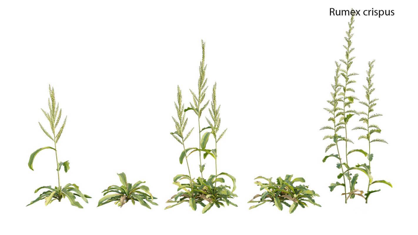 Collection 18 – Chinese garden Image 36