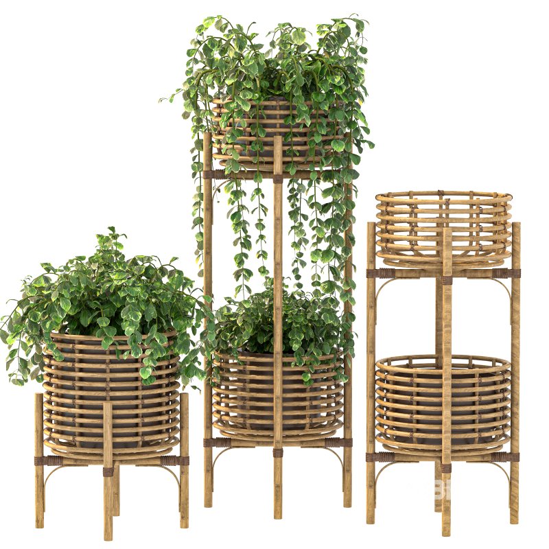 Wicker Magic Plant Image 6