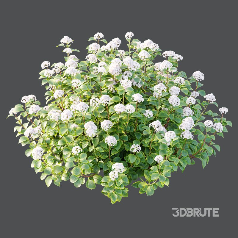 hydrangea arborescens Bush 07 Image 2