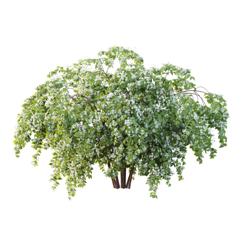 Philadelphia Bush 05 Image 1