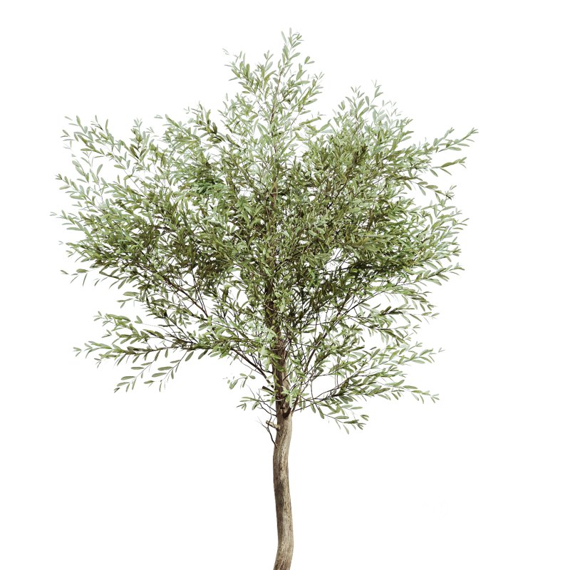 AV Indoor Plants Set 391 Olive and Banana and Spineless Yucca and Ficus Elastica Image 5