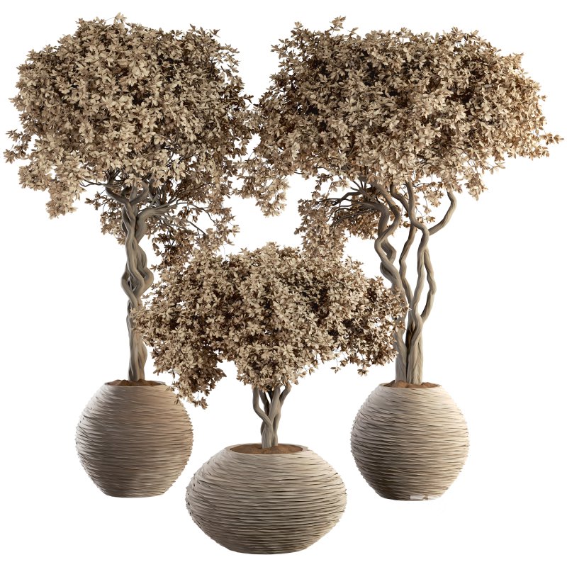 Indoor Plant Set 030 Image 1