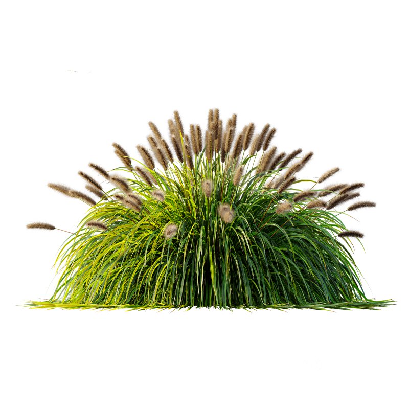 ntal fountain grass, designed for realistic exterior and landscape visualizations. Image 5