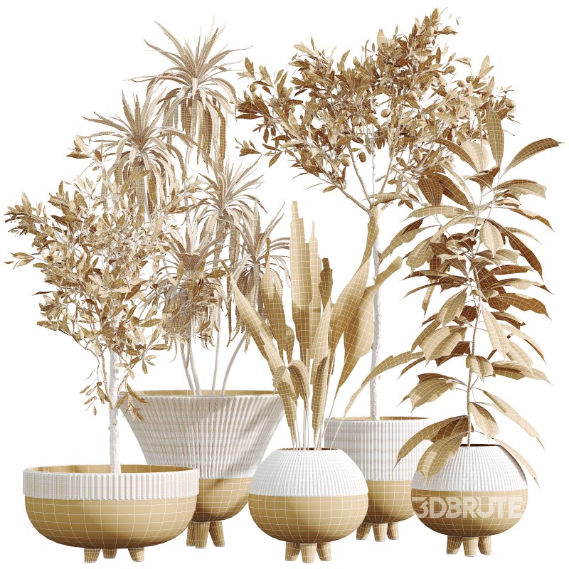 AV Indoor Plants Set 357 Olive Tree and Aspidistra Elatior and Ficus Cyathistipula and Dracaena Lemon Image 5