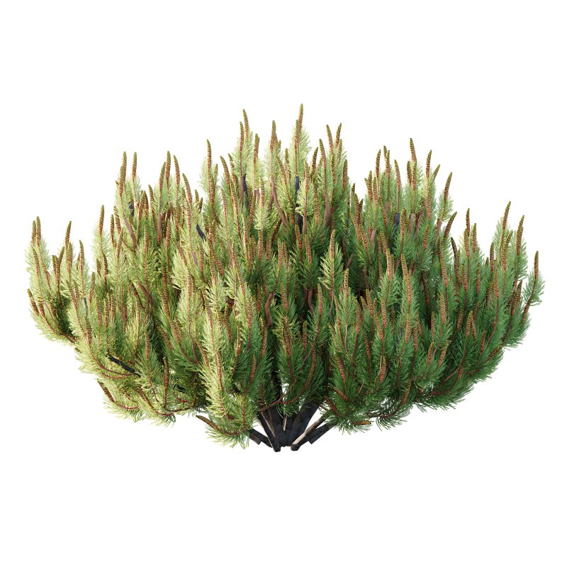 Pinus Mugo plant 07 Image 5