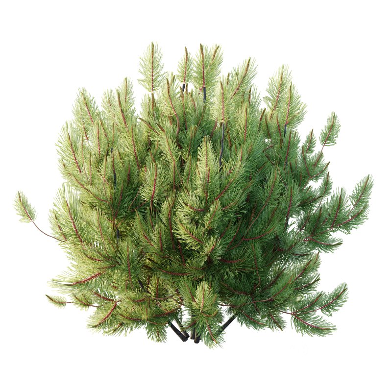 Pinus Mugo plant 01 Image 5