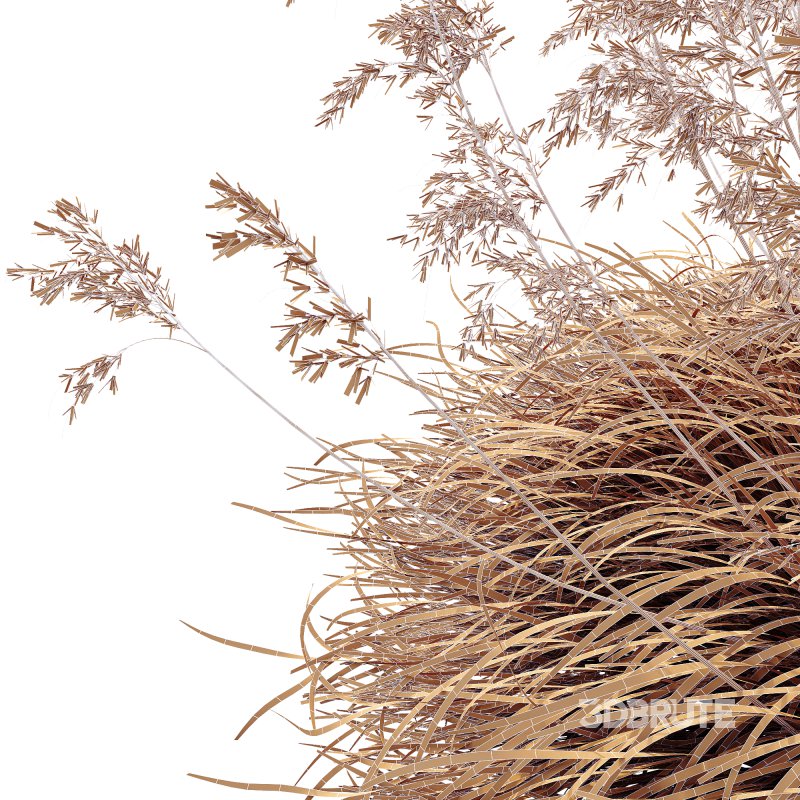 ntal grasses used in landscaping and architectural projects. With tall, elegant stems and fine golden seed heads that sway gracefully, this plant adds movement and texture to any scene. Native to the Mediterranean, it is celebrated for its drought tolerance and striking golden plumes that create a dramatic focal point in gardens, courtyards, or outdoor visualizations. Optimized with clean topology and high-resolution textures, this model ensures photorealistic results in both close-up and wide landscape renders. Image 3