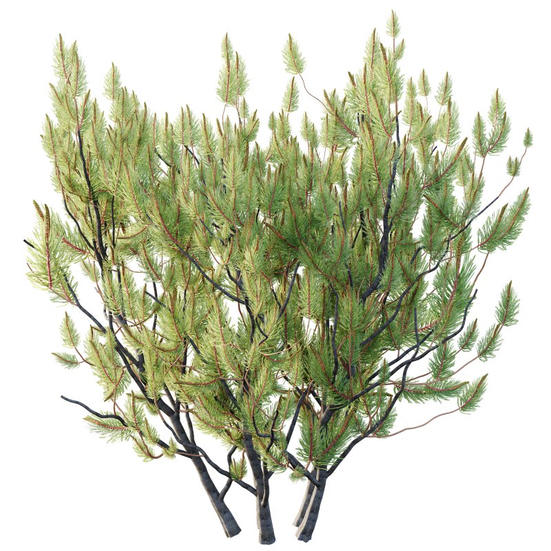 Pinus Mugo plant 04 Image 3