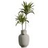 AV Indoor Plants Set 397 Zamiifolia and Giant Monstera and Dracaena Warneckii Lemon and Areca Palm - Thumbnail 1