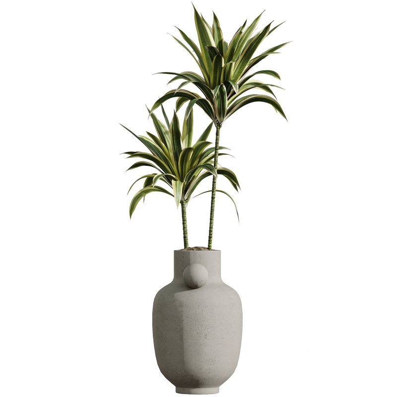 AV Indoor Plants Set 397 Zamiifolia and Giant Monstera and Dracaena Warneckii Lemon and Areca Palm Image 1