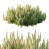 Pinus Mugo plant 06 - Thumbnail 5