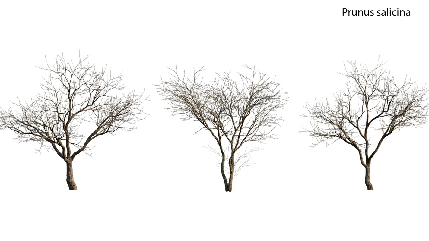 Collection 18 – Chinese garden Image 31