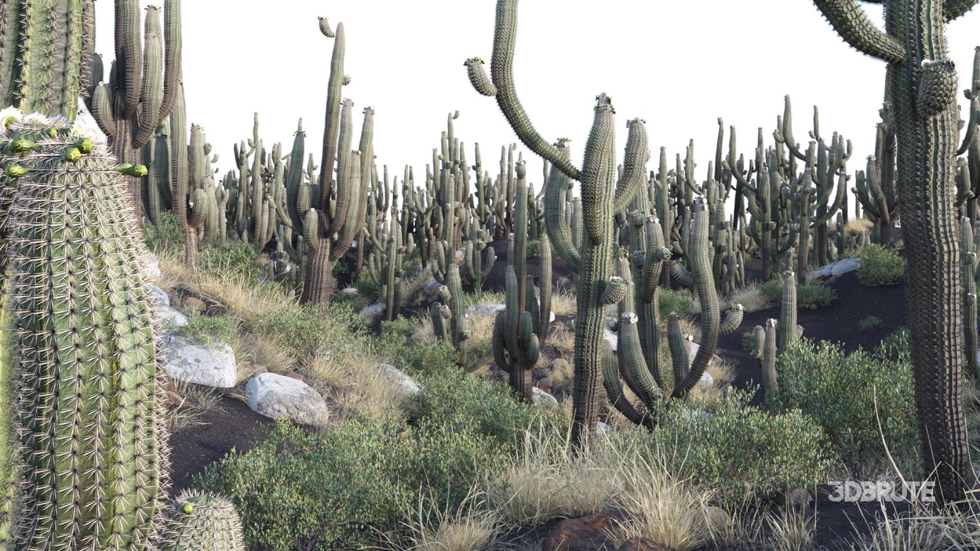 Collection 23 – Mexican Plants Image 5