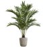 AV Indoor Plants Set 396 Dypsis Lutescens and Ficus Cyathistipula and Cyara Areca Palm - Thumbnail 4