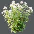 hydrangea arborescens Bush 01 - Thumbnail 3