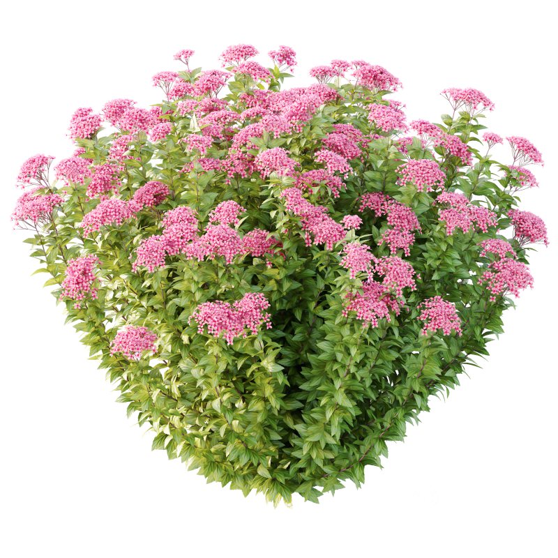 Spirea Japonica Bush 08 Image 3