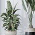 AV Indoor Plants Set 356 ParadiseBird and Arbequina Olive and Areca Palm and Rhapis Excelsa - Thumbnail 1