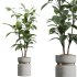 AV Indoor Plants Set 398 Olive and Swiss Cheese and Ficus lyrata Fiddle - Thumbnail 1