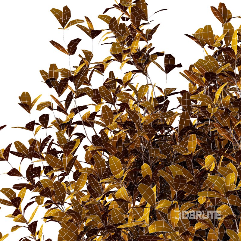 Leucophyllum frutescens Bush 01 Image 3