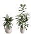 AV Indoor Plants Set 399 Olive and Dracaena Warneckii and Ficus Cyathistipula and Ficus Elastica - Thumbnail 2