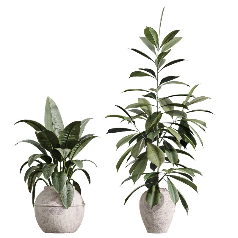 AV Indoor Plants Set 399 Olive and Dracaena Warneckii and Ficus Cyathistipula and Ficus Elastica Image 2