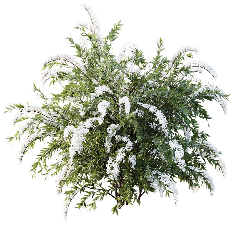 AV Spring bushes Spiraea Cinerea Grefsheim Flowering and Calluna Vulgaris Helena Image 1