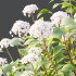 hydrangea arborescens Bush 04 - Thumbnail 5