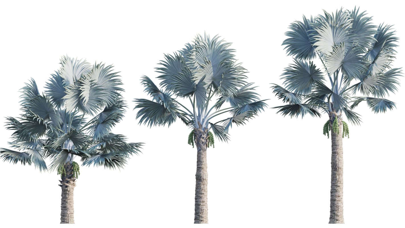 Collection 22 – Australian Plants Image 34