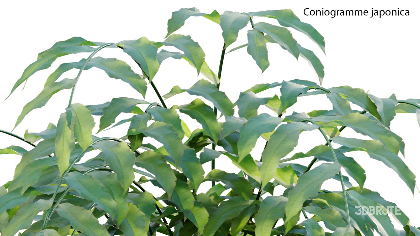 Collection 21 – Vertical garden – Green wall Image 28