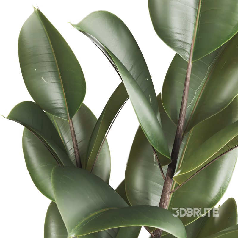 Bonsai Schefflera Tree and Jungle Ficus Rubber Fig Leaf 448 Image 6