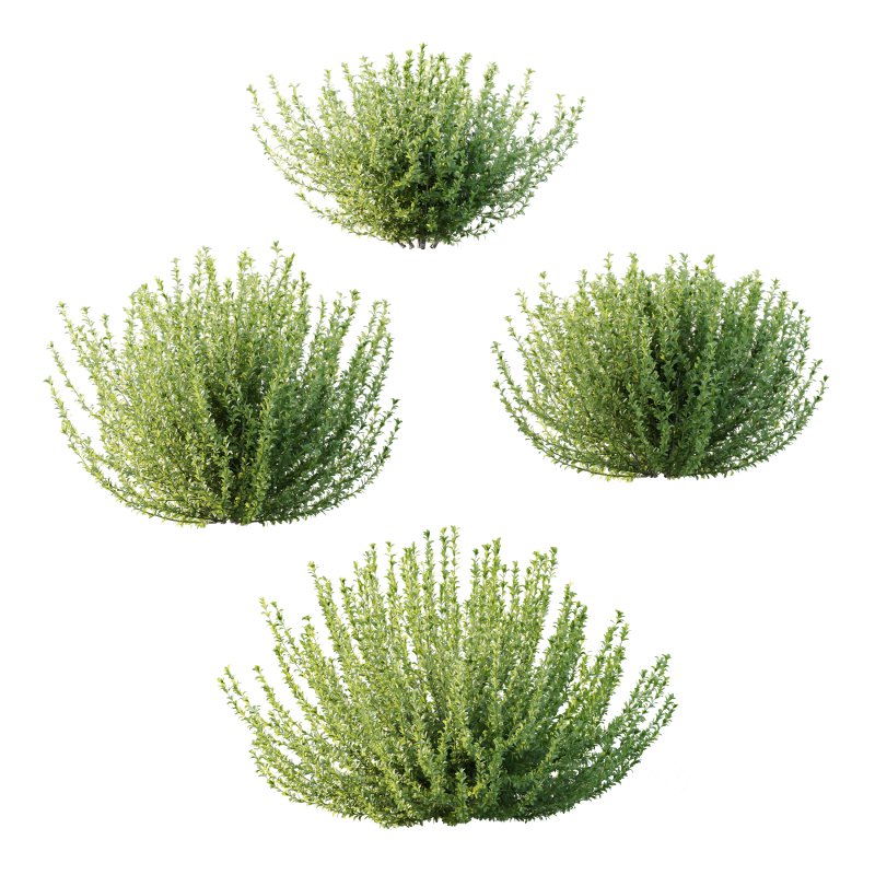 Leucophyllum frutescens Bush 03 Image 5