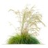 ntal grass prized for its tall, arching stems crowned with golden seed heads. This 3D model set includes six unique variations of the plant, meticulously designed to capture the natural elegance and movement of its fine, feathery plumes. Perfect for modern garden scenes, landscape visualizations, or architectural exteriors, each model brings depth, realism, and a gentle sense of motion to your render. - Thumbnail 12