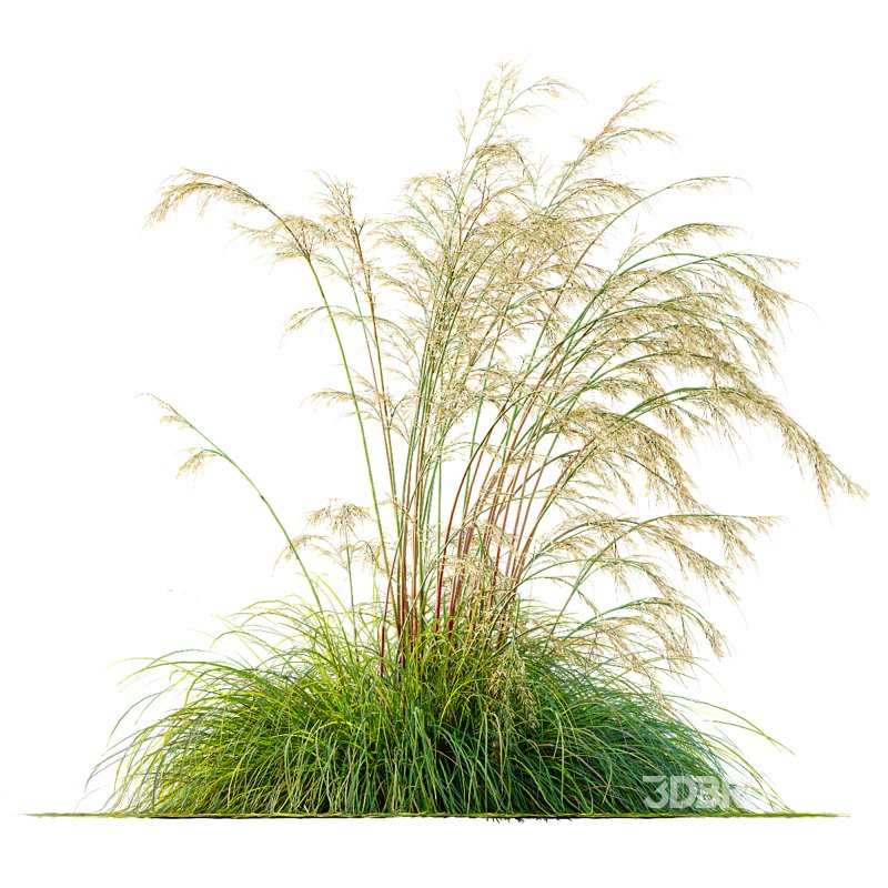 ntal grass prized for its tall, arching stems crowned with golden seed heads. This 3D model set includes six unique variations of the plant, meticulously designed to capture the natural elegance and movement of its fine, feathery plumes. Perfect for modern garden scenes, landscape visualizations, or architectural exteriors, each model brings depth, realism, and a gentle sense of motion to your render. Image 12