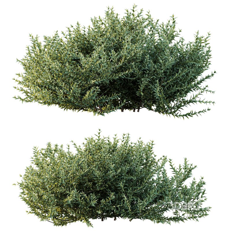 AV Montra Olive Bush and Gray Box Westringia Fruticosa Coastal Rosemary Image 4
