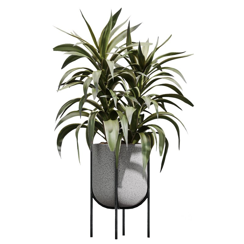 AV Indoor Plants Set 373 Japandi Decorative and Dracaena Warnecki and Ficus microcarpa and Schefflera Arboricola Image 2