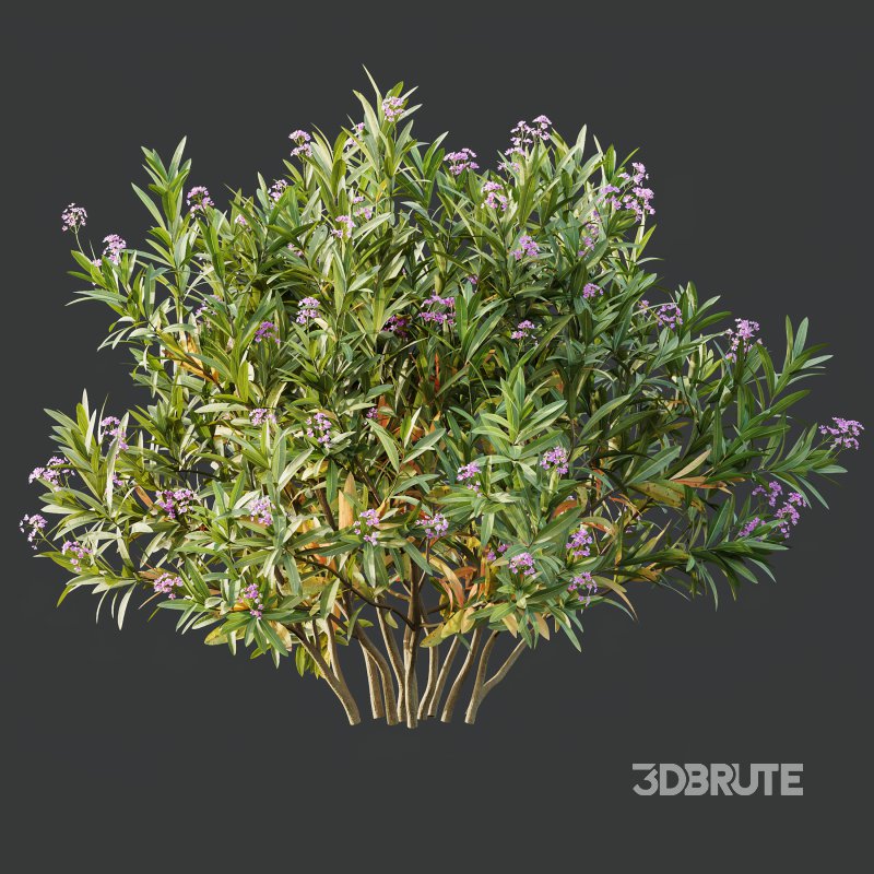 AV Nerium Oleander Laurier Kaner Rose Pink and Myrica Morella Pennsylvania Bayberry Candleberry Northern Fruit Image 1