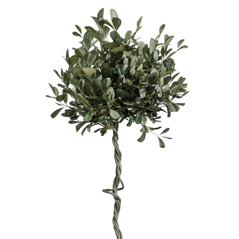 AV Indoor Plants Set 371 Japandi Decorative and Mandarin Citrus and Ficus microcarpa and Ficus Elastica Image 4