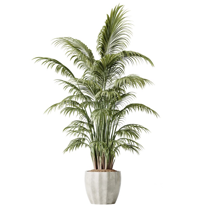 AV Indoor Plants Set 397 Zamiifolia and Giant Monstera and Dracaena Warneckii Lemon and Areca Palm Image 15