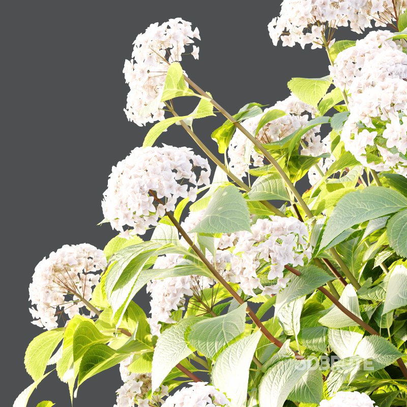 hydrangea arborescens Bush 02 Image 5