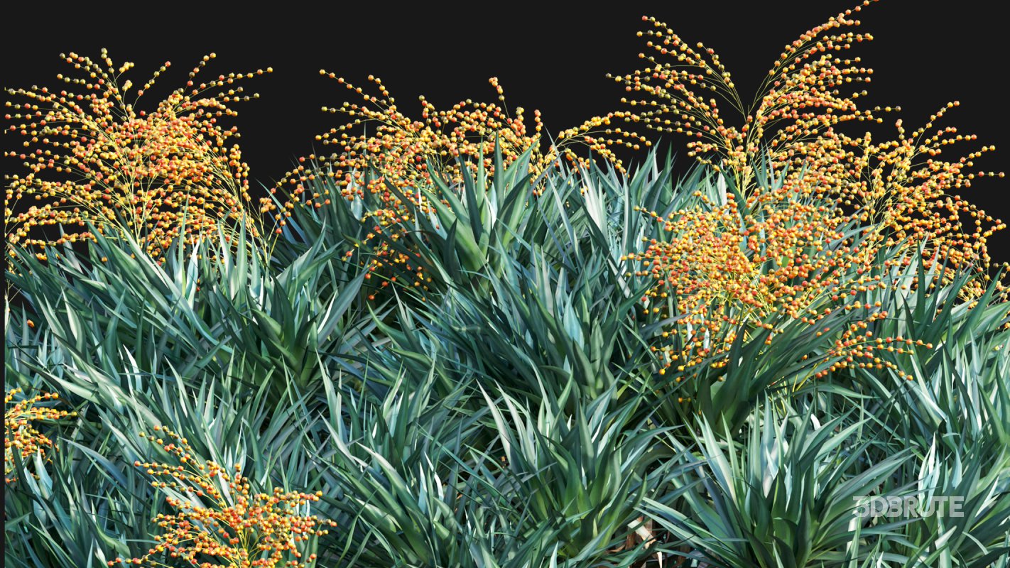 Collection 22 – Australian Plants Image 15