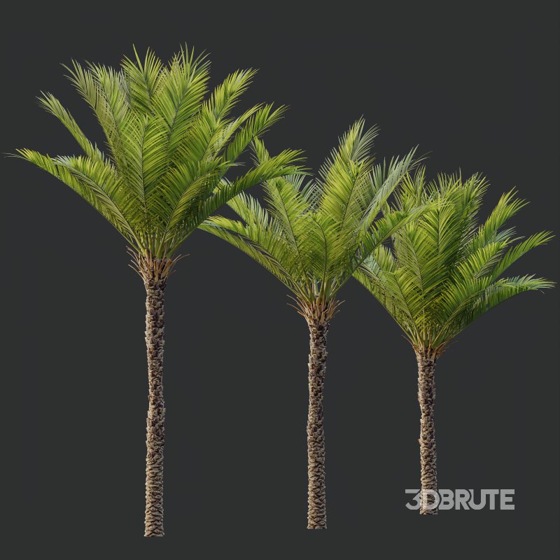 AV Phoenix Dactylifera Date Jurassic Palm Tree and Ash Maple Tree Image 8