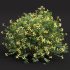 ntal shrubs, designed with botanical precision for photorealistic exterior rendering. - Thumbnail 2