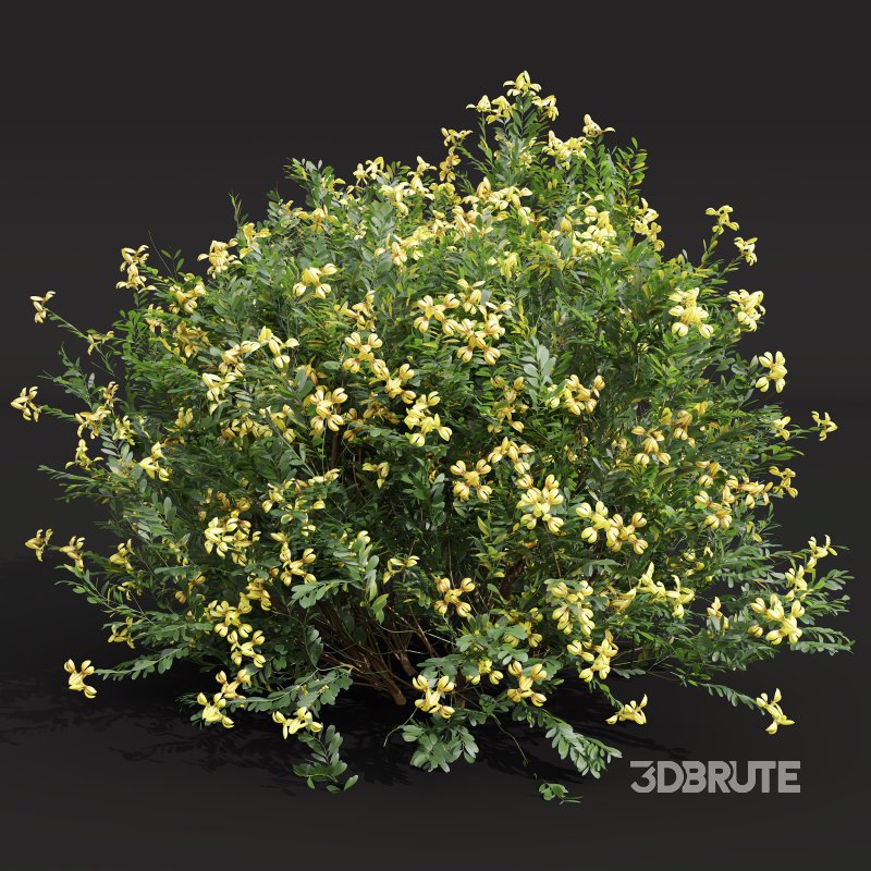 ntal shrubs, designed with botanical precision for photorealistic exterior rendering. Image 2