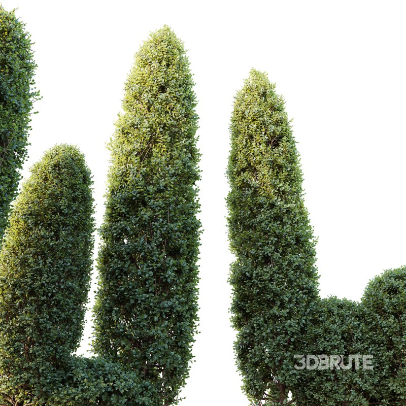 ntal shrubs, featuring four expertly pruned forms — columnar, conical, oval, and dome. Each model is crafted with high botanical accuracy to represent the elegance and precision of formal topiary design. Image 4