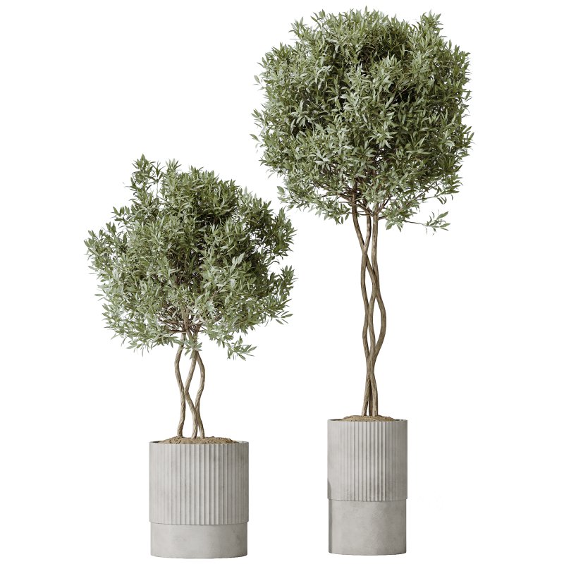 AV Indoor Plants Set 401 Mission Kalamata and Spineless Yucca and Elegant Monstera Image 4