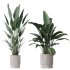 AV Indoor Plants Set 370 ParadiseBird and Zamiifolia and Ficus Microcarpa and olive - Thumbnail 4
